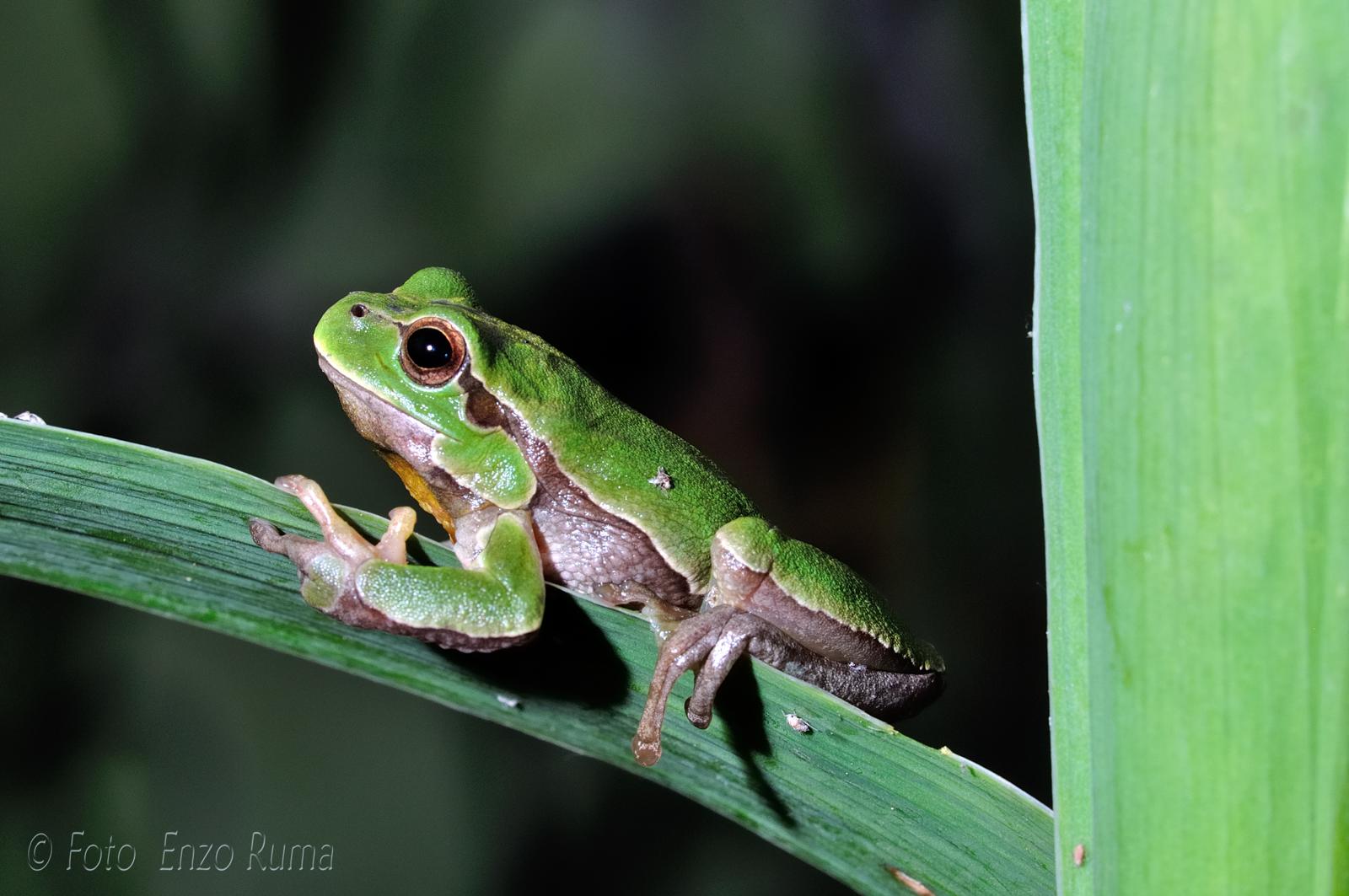 foto fauna o flora della Riserva